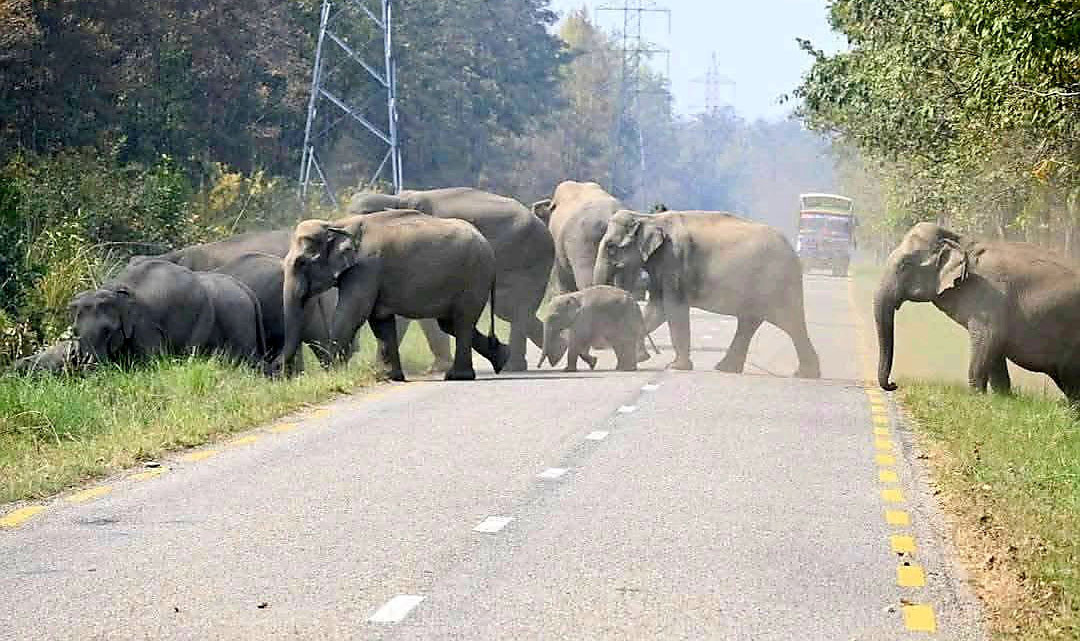 बर्दिया राष्ट्रिय निकुञ्जमा हात्तीका बथान