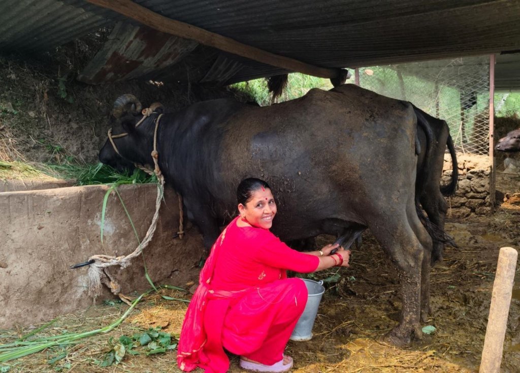 ‘दूधमा प्रोत्साहन अनुदान’: कर्णालीका किसान लाभान्वित