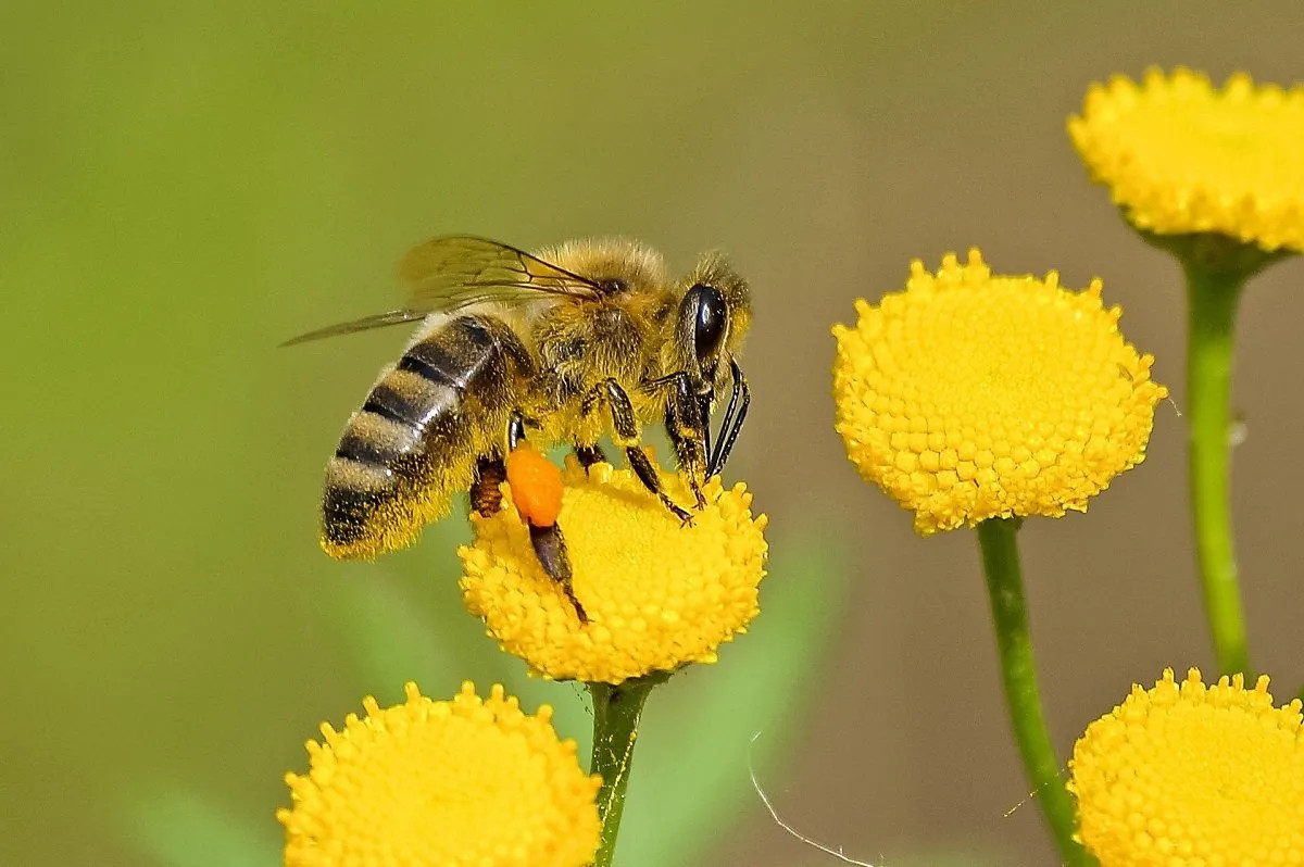 Nepal Produces First-Ever Artificially Inseminated Queen Bees